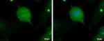 IFT20 Polyclonal Antibody