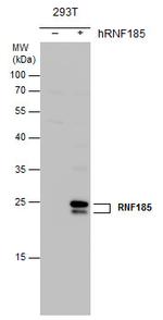 RNF185 Polyclonal Antibody