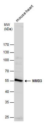 NMD3 Antibody in Western Blot (WB)