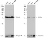 MRLC2 Antibody in Western Blot (WB)