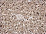 PELO Antibody in Immunohistochemistry (Paraffin) (IHC (P))