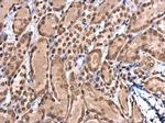 PELO Antibody in Immunohistochemistry (Paraffin) (IHC (P))