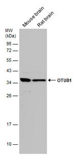 OTUB1 Polyclonal Antibody