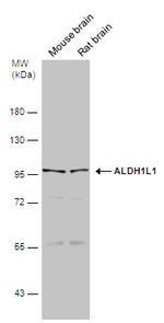 ALDH1L1 Antibody in Western Blot (WB)