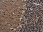 RAP1GAP Antibody in Immunohistochemistry (Paraffin) (IHC (P))