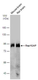RAP1GAP Antibody in Western Blot (WB)
