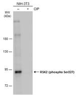 Phospho-RSK2 (Ser227) Polyclonal Antibody