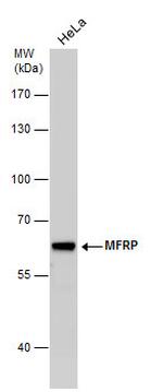 MFRP Antibody in Western Blot (WB)