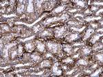 PRELP Polyclonal Antibody