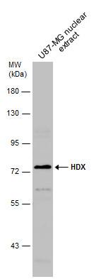 HDX Polyclonal Antibody