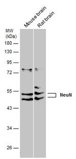 NeuN Antibody in Western Blot (WB)