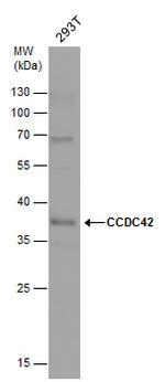 CCDC42 Polyclonal Antibody