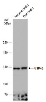 USP48 Polyclonal Antibody