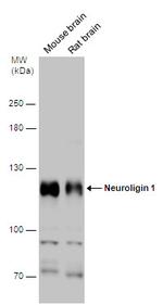 NLGN1 Antibody in Western Blot (WB)