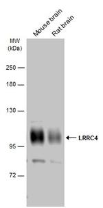 LRRC4 Polyclonal Antibody