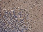 MARS Antibody in Immunohistochemistry (Paraffin) (IHC (P))