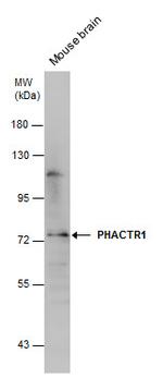 PHACTR1 Polyclonal Antibody