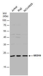 MED19 Polyclonal Antibody