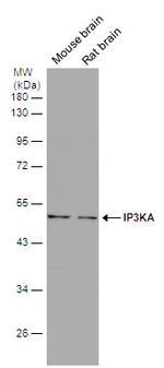 ITPKA Polyclonal Antibody