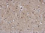 ZBTB5 Antibody in Immunohistochemistry (Paraffin) (IHC (P))