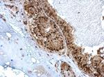 ZBTB5 Antibody in Immunohistochemistry (Paraffin) (IHC (P))