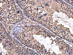ZBTB5 Antibody in Immunohistochemistry (Paraffin) (IHC (P))
