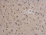ZBTB5 Antibody in Immunohistochemistry (Paraffin) (IHC (P))