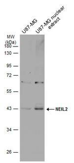 NEIL2 Polyclonal Antibody