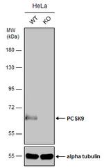 PCSK9 Antibody in Western Blot (WB)