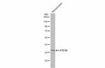 PTF1A Antibody in Western Blot (WB)
