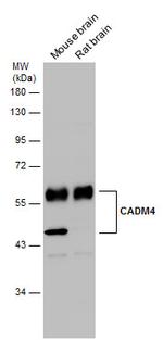 CADM4 Antibody in Western Blot (WB)