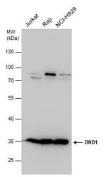 DND1 Polyclonal Antibody