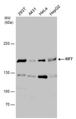 KIF7 Polyclonal Antibody