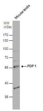 PDP1 Polyclonal Antibody