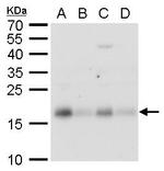 CHAC2 Antibody in Western Blot (WB)