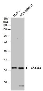 GATSL3 Polyclonal Antibody