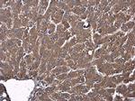 AJAP1 Polyclonal Antibody