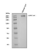 ABCA4 Polyclonal Antibody