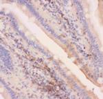 MRP4 Antibody in Immunohistochemistry (Paraffin) (IHC (P))