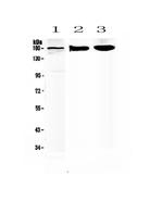SUR1 Polyclonal Antibody
