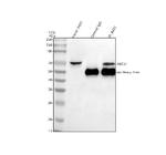 ABCE1 Antibody in Western Blot (WB)