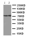 ABCG4 Polyclonal Antibody
