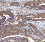 ABI1 Antibody in Immunohistochemistry (Paraffin) (IHC (P))