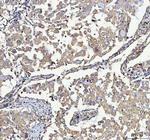 ABI1 Antibody in Immunohistochemistry (Paraffin) (IHC (P))