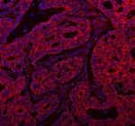 ABI1 Antibody in Immunohistochemistry (Paraffin) (IHC (P))
