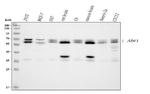 ABI1 Antibody in Western Blot (WB)