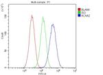 ACAA2 Antibody in Flow Cytometry (Flow)