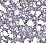 ACE Antibody in Immunohistochemistry (Paraffin) (IHC (P))