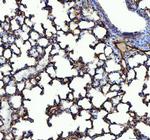 ACE Antibody in Immunohistochemistry (Paraffin) (IHC (P))
