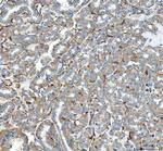ACE Antibody in Immunohistochemistry (Paraffin) (IHC (P))